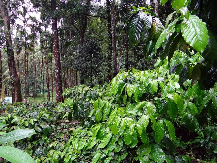 Tata Coffee Plantations in Madikeri near Rare Earth Estate
