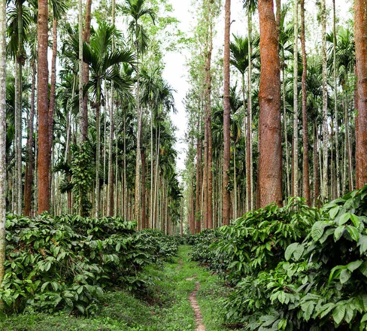 Plantation Trails near amã Stays & Trails