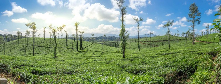 Lush Green near Tea Estate Bungalows, Munnar