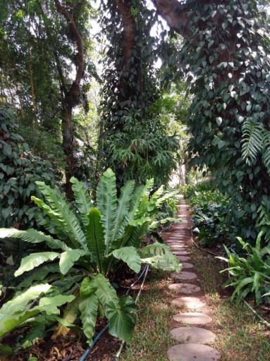 Garden of Eden near Cardozo House